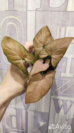 Спорт от Синга Ред Спот триколор