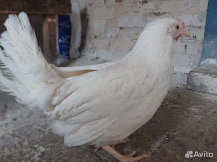 Леггорн Молодки