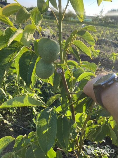 Грецкий орех саженцы 3-х летки