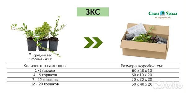 Жимолость Бакчарская Юбилейная - саженцы зкс