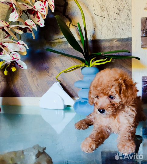 Той-пудель мини