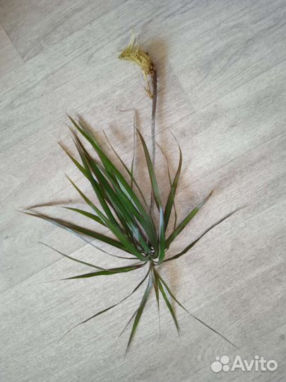 Пальма драцена