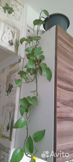 Лиана. Взрослое растение. Простой уход