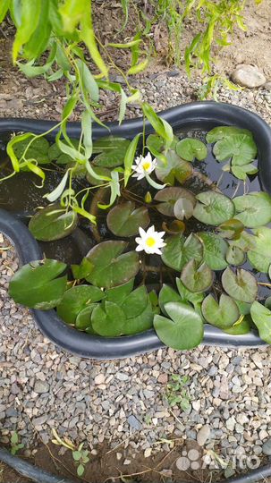 Нимфея кувшинка лилия