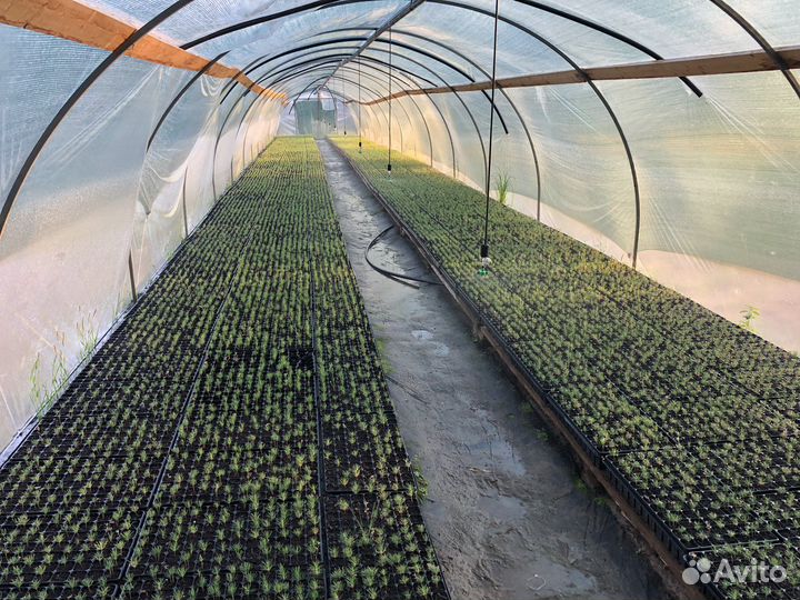 Сеянцы сосны зкс