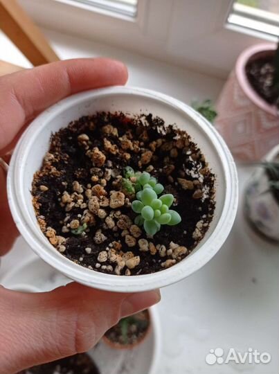 Очиток Моргана