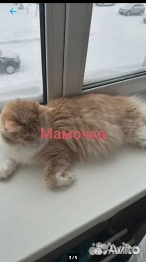 Котята мейн-кун