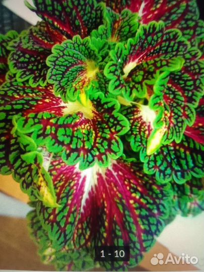 Укорененные колеусы