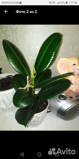 Фикус с горшком