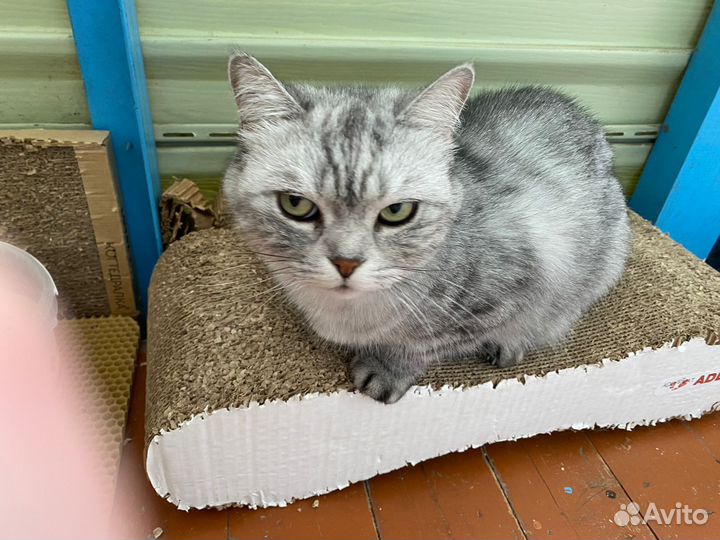 Британская кошка