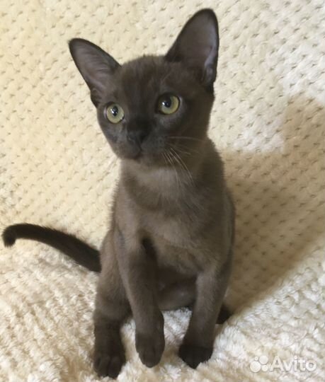 Европейская Бурма - девочка