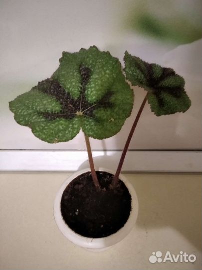 Бегония Мэсона