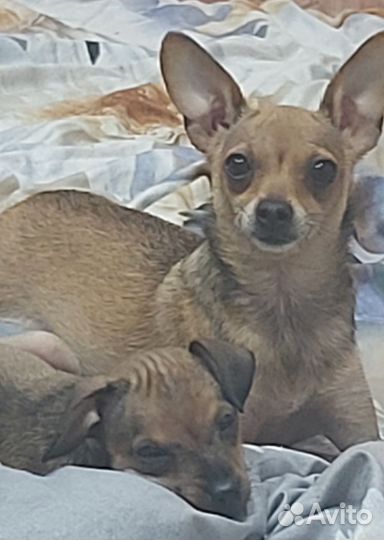 Щенки русский той-терьер