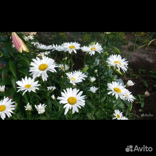 Ромашка Нивяник