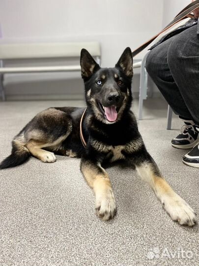 Восточноевропейская овчарка