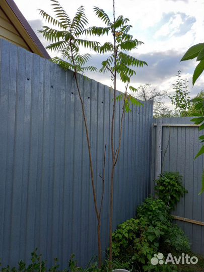 Саженцы сумах оленерогий