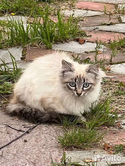 Отдам в добрые руки котенка девочку, 4 месяца