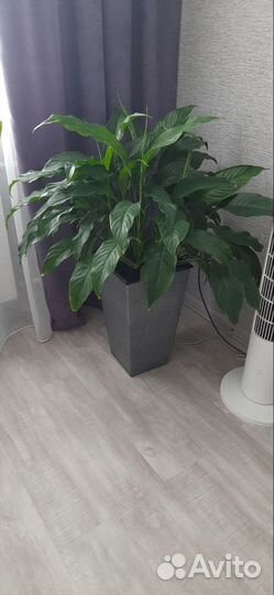 Спатифиллум