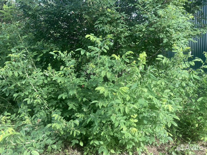 Сибирская садовая роза