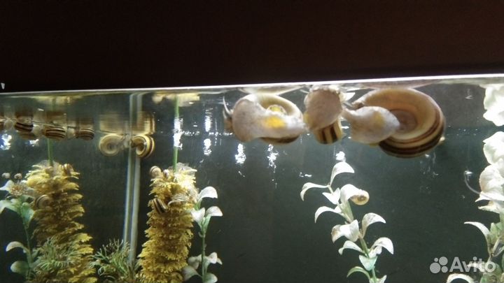 Улитки Мариза