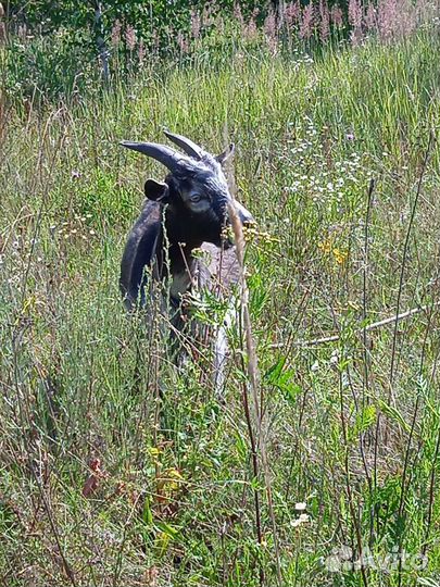 Молочные козы