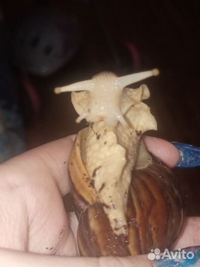 Улитка фулика