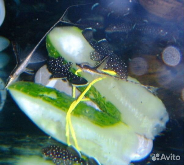 Анциструс звездчатый L181