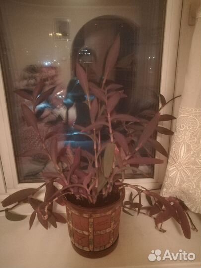 Комнатные растения цветы