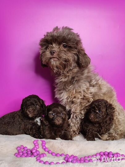 Мальтипу щенки