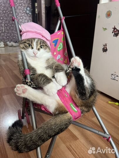 Отдам кошку в добрые руки