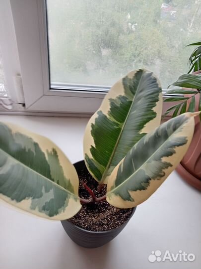 Фикус эластика тинеке