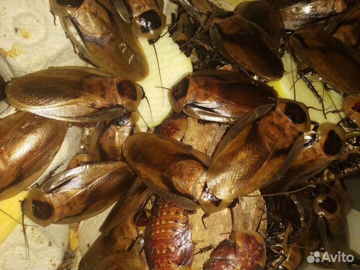 Живой корм для стрижей, рептилий