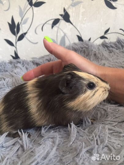 Морские свинки