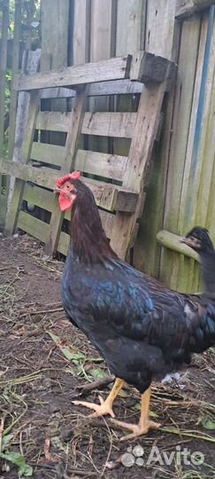 Молодые петухи