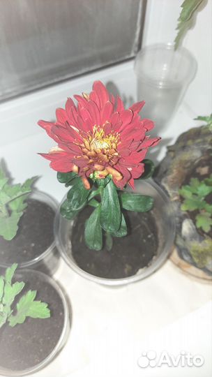 Хризантема коричневая