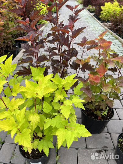 Пузыреплодник калинолистный Эмбер джубиле