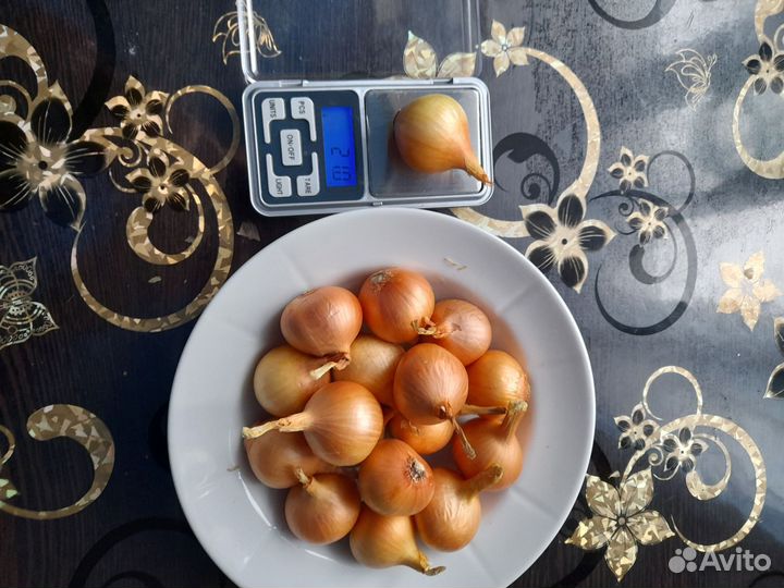 Лук семейный на посадку