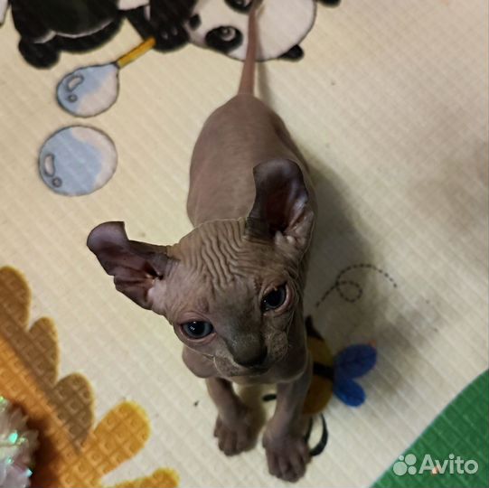 Котята Сфинкс эльф