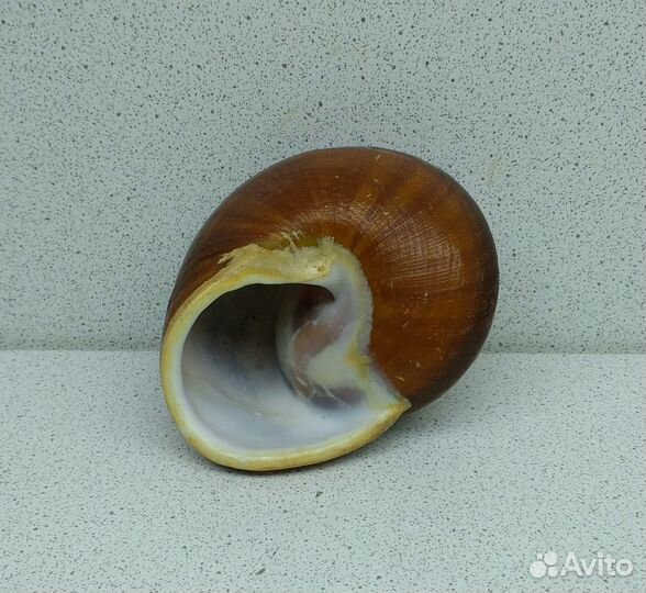 Ризота 7,2 морская ракушка раковина