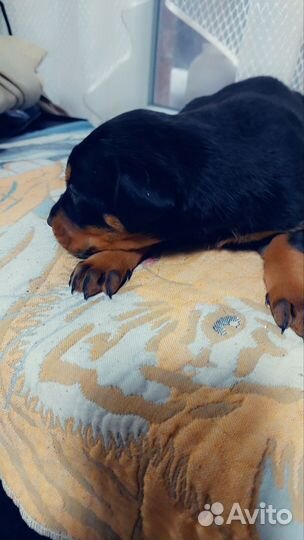 Щенки добермана