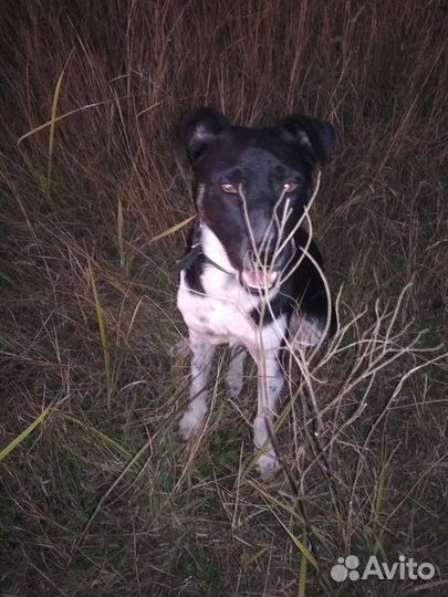 Молодому пёсику Жулю из Донецка ищем любящую семью