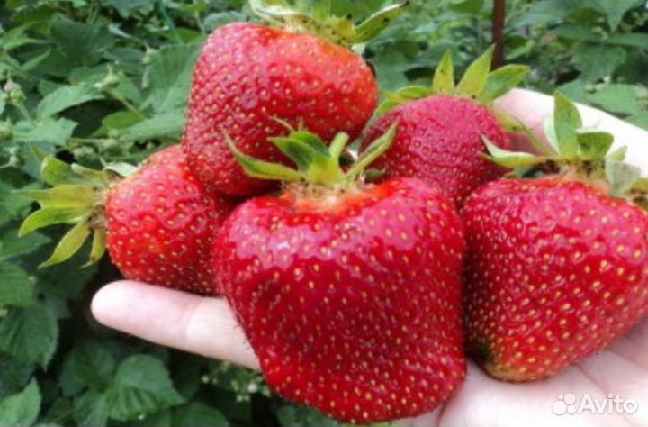 Клубника Джоли