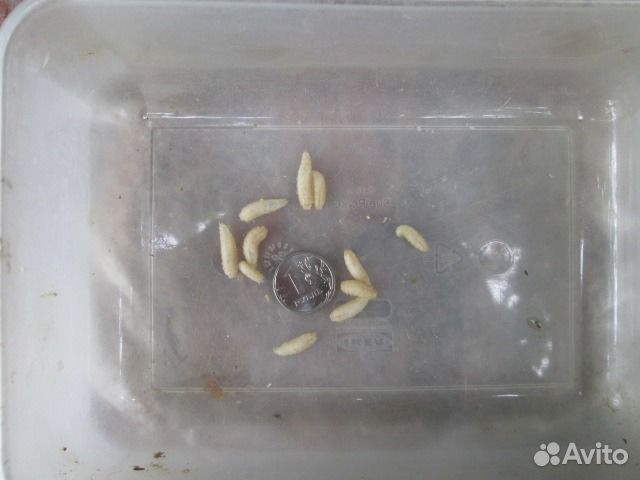 Черви для рыбалки