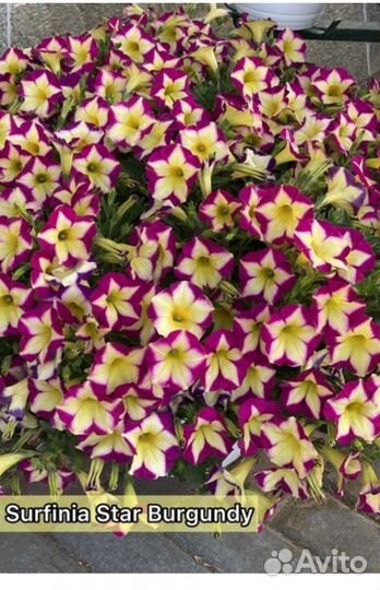 В наличии ампельные растения