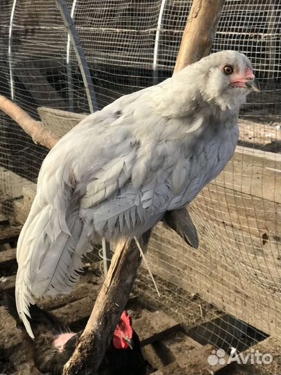 Петушки Амераукана, Брама