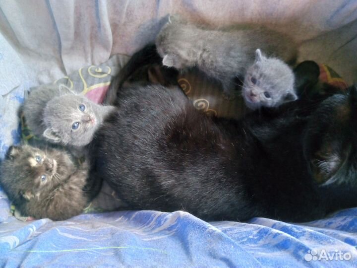 Продам котят