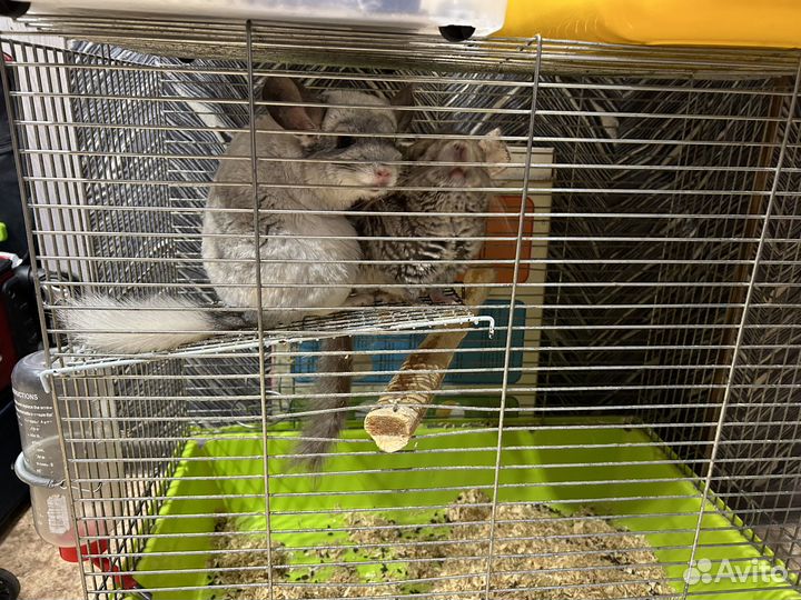 Отдам в добрые руки