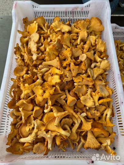 Лисички свежие