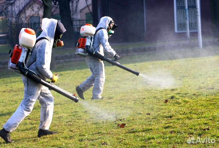 Уничтожение клопов тараканов грызунов плесени