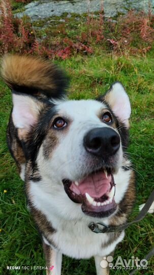 Собака в добрые руки